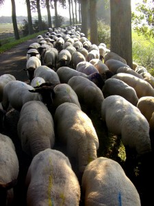 sheep