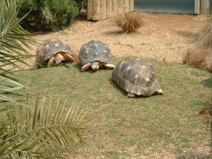 follow turtles