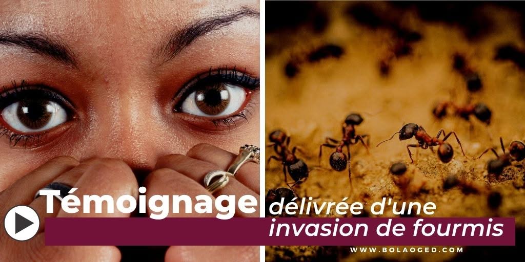 Témoignage invation de fourmi